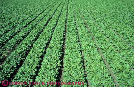 Stock Photo #6780: keywords -  agriculture california crop crops cultivate cultivated cultivating cultivation develop developed developing farm farming field food green grow growing growth horz leaf leaves photosynthesis plant plants row rows spinach vegetable vegetables