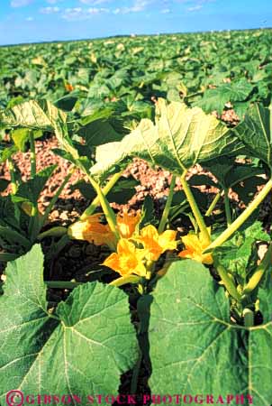 Stock Photo #6782: keywords - agriculture blossom blossomed blossoming blossoms california crop crops cultivate cultivated cultivating cultivation develop developed developing farm farming farms flower flowering flowers food green grow growing growth leaf leaves plant plants row rows squash vegetable vegetables vert