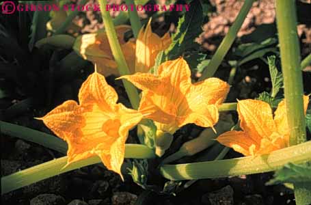 Stock Photo #6783: keywords - agriculture blossom blossomed blossoming blossoms california crop crops cultivate cultivated cultivating cultivation develop developed developing farm farming farms flower flowering flowers food gourd green grow growing growth horz leaf leaves plant plants pollinate pollination reproduction row rows squash vegetable vegetables yellow