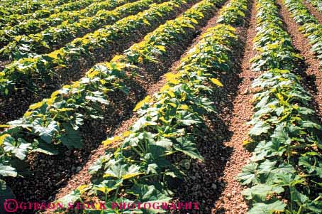 Stock Photo #6784: keywords -  agriculture crop crops cultivate cultivated cultivating cultivation develop developed developing farm farming food green grow growing growth horz leaf leaves plant plants row rows squash vegetable vegetables