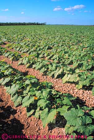 Stock Photo #6785: keywords -  agriculture california crop crops cultivate cultivated cultivating cultivation develop developed developing farm farming food green grow growing growth leaf leaves plant plants row rows squash vegetable vegetables vert