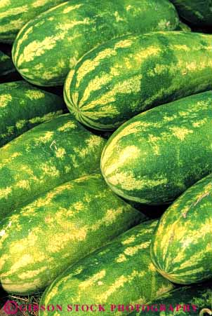 Stock Photo #6791: keywords -  agriculture big eat food fruit heavy large melon melons oblong plant plants pod pods round seed vegetable vegetables vert water watermelon watermelons