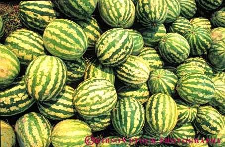 Stock Photo #6792: keywords -  agriculture big circle circular eat food fruit green heavy horz large lots many melon melons oblong plant plants pod pods round seed sphere spheres spherical vegetable vegetables water watermelon watermelons