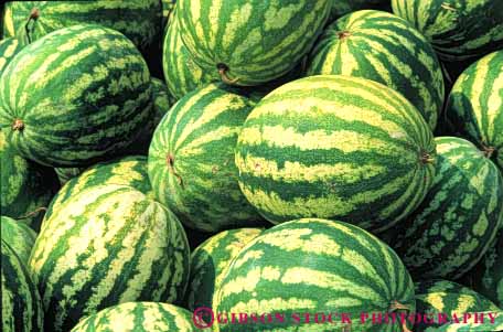 Stock Photo #6793: keywords - agriculture big eat food fruit green heavy horz large lots many melon melons oblong oval pile plant plants pod pods round seed vegetable vegetables water watermelon watermelons