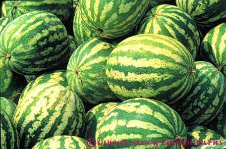 Stock Photo #6793: keywords -  agriculture big eat food fruit green heavy horz large lots many melon melons oblong oval pile plant plants pod pods round seed vegetable vegetables water watermelon watermelons