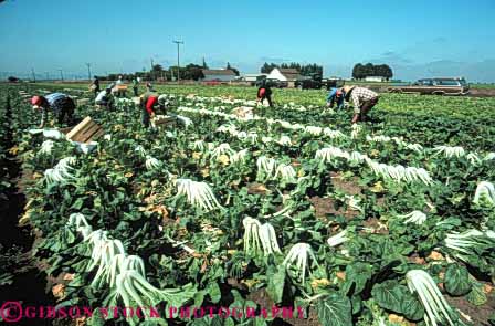 Stock Photo #6794: keywords -  agriculture bok california choy crop crops cultivate cultivated cultivating cultivation develop developed developing ethnic farm farming farms field food green grow growing growth harvest harvested harvesting harvests hispanic horz immigrant immigrants job labor laborer laborers leaf leaves mexican migrant migrants minority occupation outdoor outside plant plants produce row rows salinas vegetable vegetables work worker workers working