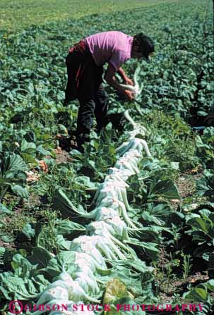 Stock Photo #6795: keywords -  agriculture bok california choy crop crops cultivate cultivated cultivating cultivation develop developed developing ethnic farm farming farms field food green grow growing growth harvest harvested harvesting harvests hispanic immigrant immigrants job labor laborer laborers leaf leaves mexican migrant migrants minority occupation outdoor outside plant plants produce row rows salinas vegetable vegetables vert work worker workers working