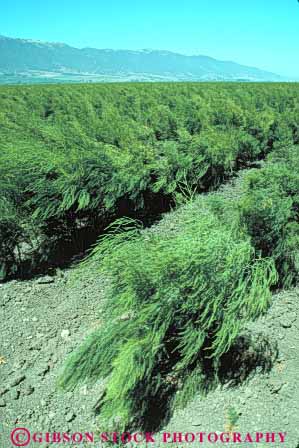 Stock Photo #6798: keywords -  agriculture asparagus california crop crops cultivate cultivated cultivating cultivation develop developed developing farm farming farms field food green grow growing growth leaf leaves plant plants row rows salinas vegetable vegetables vert