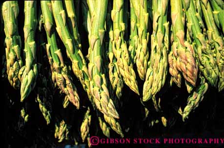 Stock Photo #6801: keywords -  agriculture asparagus bunch bunches cluster clusters crop crops display food green horz linear parallel pattern plant produce stem stems vegetable vegetables