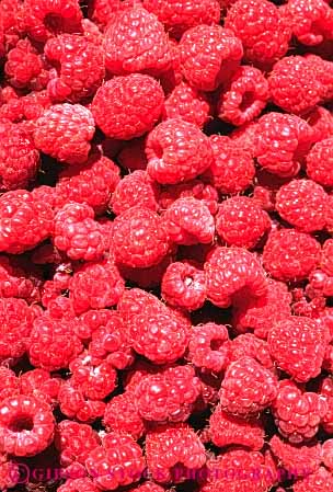 Stock Photo #6806: keywords - agriculture berries berry bunch cluster clusters crop crops food fruit fruits lots many pattern pile plant pod pods raspberries raspberry red seed vegetable vegetables vert