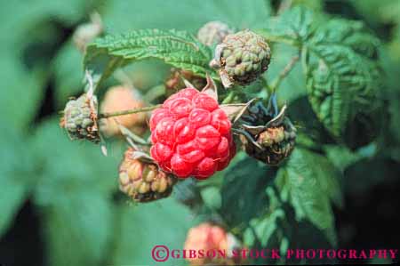 Stock Photo #6808: keywords -  agriculture berries berry bunch bush cluster clusters crop crops develop developed developing development food fruit fruits grow growing grown growth horz immature mature plant plants pod pods raspberries raspberry red ripe seed vegetable vegetables young