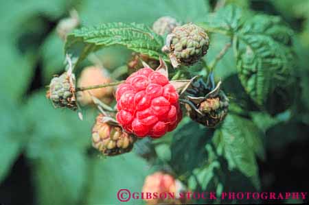 Stock Photo #6808: keywords - agriculture berries berry bunch bush cluster clusters crop crops develop developed developing development food fruit fruits grow growing grown growth horz immature mature plant plants pod pods raspberries raspberry red ripe seed vegetable vegetables young