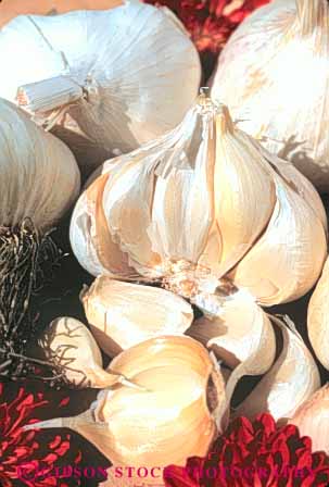 Stock Photo #6812: keywords - agriculture clove cloves crop crops flavor food garlic lots many produce seasoning spice vert white