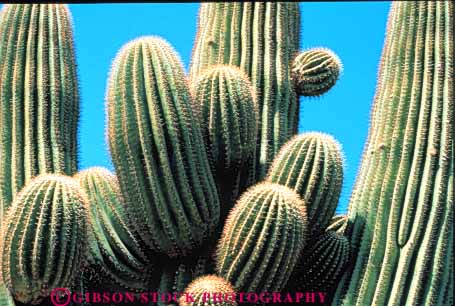 Stock Photo #3467: keywords -  arid arizona bud cactus climate desert deserts dry furrow grow horz hot nature prickly saguaro sharp sonoran spines summer