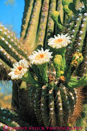 Stock Photo #6814: keywords - arid arizona blossom blossomed blossoming blossoms cacti cactus climate desert deserts dry flower flowering flowers hot monument national plant plants point pointed points pollinate pollinated pollination prickly reproduction saguaro sharp sonoran southwest spiny sprint succulent succulents vert west western wildflower wildflowers