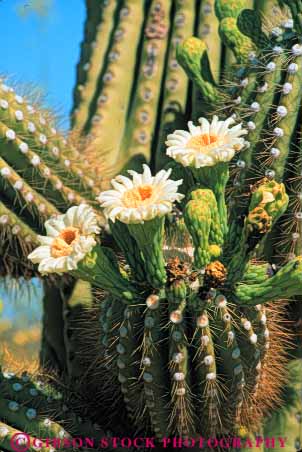 Stock Photo #6814: keywords -  arid arizona blossom blossomed blossoming blossoms cacti cactus climate desert deserts dry flower flowering flowers hot monument national plant plants point pointed points pollinate pollinated pollination prickly reproduction saguaro sharp sonoran southwest spiny sprint succulent succulents vert west western wildflower wildflowers