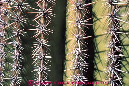 Stock Photo #6816: keywords - arid arizona cacti cactus climate desert deserts dry horz hot plant plants point pointed points prickly protect protecting protection saguaro sharp sonoran southwest spines spiny succulent succulents threat threatening west western