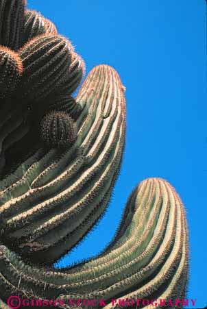 Stock Photo #6818: keywords -  arid arizona arms cacti cactus climate desert deserts dry hot plant plants point pointed points prickly row saguaro sharp sonoran southwest spiny succulent succulents vert west western