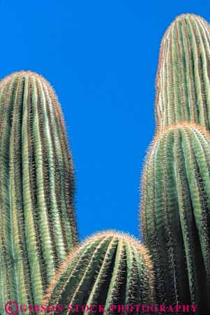 Stock Photo #6819: keywords -  arid arizona arms cacti cactus climate desert deserts dry hot plant plants point pointed points prickly row saguaro sharp sonoran southwest spiny succulent succulents vert west western