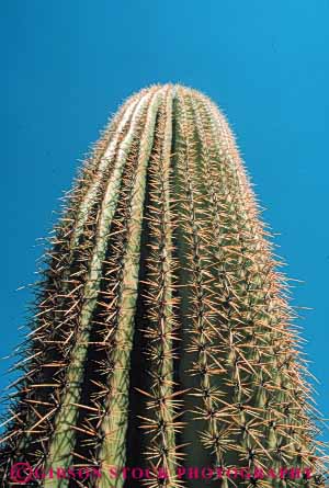 Stock Photo #6820: keywords -  arid arizona cacti cactus climate desert deserts dry hot plant plants point pointed points prickly rows saguaro sharp sonoran southwest spine spiny succulent succulents vert west western