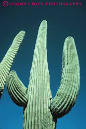 Stock Photo #6821: keywords -  arid arizona arms branch branching cacti cactus climate desert deserts dry hot plant plants point pointed points prickly saguaro sharp sonoran southwest spiny succulent succulents vert west western
