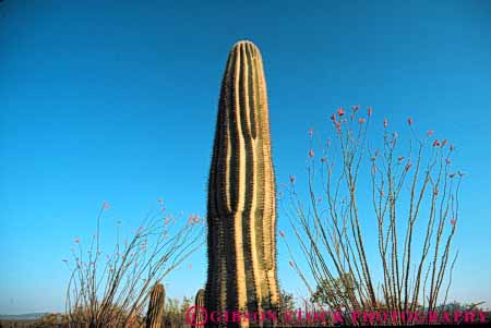 Stock Photo #6822: keywords -  and arid arizona cacti cactus climate desert deserts dry horz hot ocotillo plant plants point pointed points prickly saguaro sharp sonoran southwest spiny succulent succulents west