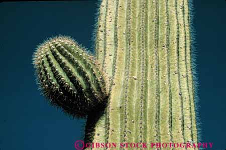 Stock Photo #6823: keywords - arid arizona asexual bud cacti cactus climate desert deserts develop developing development dry formation grow growing grown growth horz hot plant plants point pointed points prickly reproduction saguaro sharp sonoran southwest spiny succulent succulents west western