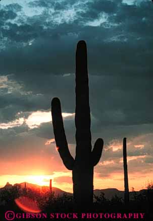 Stock Photo #6824: keywords -  arid arizona cacti cactus climate desert deserts dry dusk hot plant plants point pointed points prickly saguaro sharp sonoran southwest spiny succulent succulents sunrise sunset vert west western