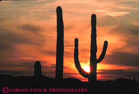 Stock Photo #6825: keywords -  arid arizona cacti cactus climate desert deserts dry dusk horz hot plant plants point pointed points prickly saguaro sharp sonoran southwest spiny succulent succulents sunrise sunset west western