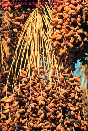 Stock Photo #6827: keywords -  agriculture brown bunch california cluster crop crops date dates desiccate desiccated desiccates desiccating dried dry drying food fruit hanging in lots many multitude pod pods produce seed tree trees vert