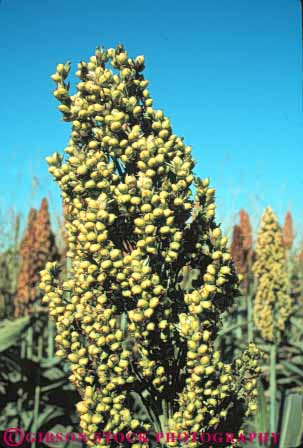 Stock Photo #6832: keywords -  agriculture california crop crops cultivate cultivated cultivates cultivating farm farming farms field grain grains grow growing grown growth produce seed sorghum vert