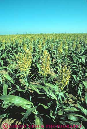 Stock Photo #6833: keywords -  agriculture california crop crops cultivate cultivated cultivates cultivating farm farming farms field grain grains grow growing grown growth produce seed seeds sorghum vert