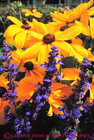 Stock Photo #6835: keywords - black blossom blossomed blossoming blossoms color colorful cultivate cultivated cultivating decorate decorated decorative eyed flower flowering flowers garden gardening gardens grow growing grown growth landscape landscaped landscaping lush plant plants salvia spring summer susan vert