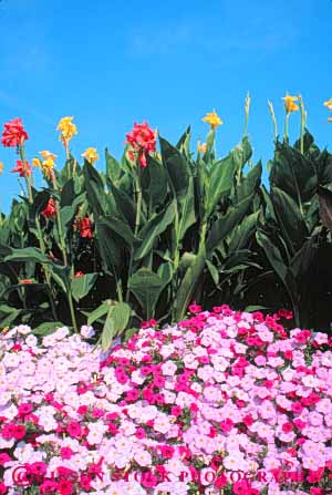 Stock Photo #6836: keywords -  blossom blossomed blossoming blossoms canna color colorful cultivate cultivated cultivating decorate decorated decorative flower flowering flowers garden gardening gardens grow growing grown growth landscape landscaped landscaping lush petunia petunias plant plants spring summer vert