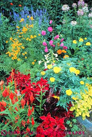 Stock Photo #6837: keywords - annauls annual blossom blossomed blossoming blossoms cleome coleus color colorful cultivate cultivated cultivating decorate decorated decorative different flower flowering flowers garden gardening gardens grow growing grown growth landscape landscaped landscaping lush marigold mix mixed mixture of plant plants spring type types variety various vary varying varys vert zinnia