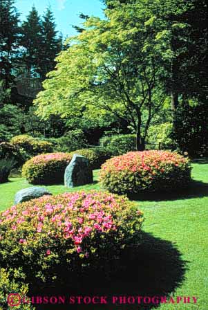 Stock Photo #6839: keywords - azalea blossom blossomed blossoming blossoms bush bushes color colorful cultivate cultivated cultivating decorate decorated decorative flower flowering flowers garden gardening gardens grass grow growing grown growth landscape landscaped landscaping lawn plant plants spring summer tree trees vert