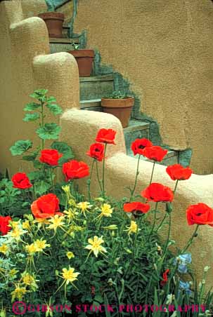 Stock Photo #6840: keywords - adobe blossom blossomed blossoming blossoms color colorful columbine cultivate cultivated cultivating decorate decorated decorative flower flowering flowers garden gardening gardens grow growing grown growth landscape landscaped landscaping plant plants poppies poppy southwest spring summer vert west western