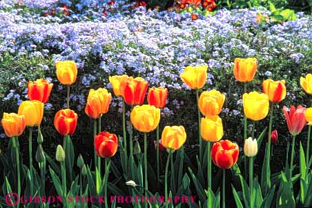 Stock Photo #6843: keywords -  blossom blossomed blossoming blossoms color colorful cultivate cultivated cultivating decorate decorated decorative flower flowering flowers garden gardening gardens grow growing grown growth horz landscape landscaped landscaping phlox plant plants spring summer tulip tulips
