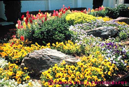 Stock Photo #6844: keywords - blossom blossomed blossoming blossoms color colorful cultivate cultivated cultivating decorate decorated decorative flower flowering flowers garden gardening gardens grow growing grown growth home horz house landscape landscaped landscaping pansies pansy plant plants residence residential snapdragon snapdragons spring summer