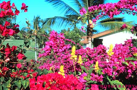 Stock Photo #6846: keywords - blossom blossomed blossoming blossoms bougainvillea color colorful cultivate cultivated cultivating decorate decorated decorative flower flowering flowers garden gardening gardens grow growing grown growth hawaii horz landscape landscaped landscaping palm plant plants spring summer tree trees tropical