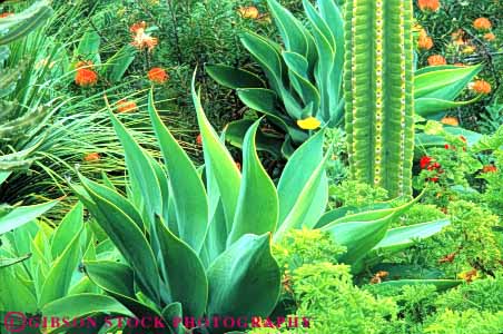 Stock Photo #6849: keywords - agave annual annuals blossom blossomed blossoming blossoms cactus close color colorful cultivate cultivated cultivating decorate decorated decorative different flower flowering flowers garden gardening gardens green grow growing grown growth hawaii horz landscape landscaped landscaping mix mixed mixture of plant plants protea spring summer type types up variety various vary varying varys