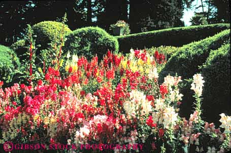 Stock Photo #6850: keywords - blossom blossomed blossoming blossoms color colorful cultivate cultivated cultivating decorate decorated decorative flower flowering flowers garden gardening gardens grow growing grown growth horz landscape landscaped landscaping plant plants snapdragon snapdragons spring summer