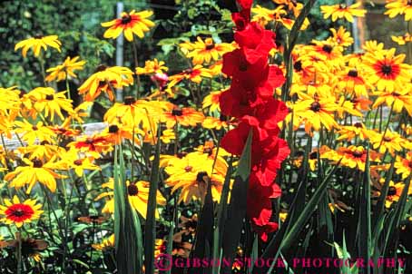 Stock Photo #6851: keywords - blossom blossomed blossoming blossoms close color colorful cultivate cultivated cultivating daises daisy decorate decorated decorative flower flowering flowers garden gardening gardens gladiolus grow growing grown growth horz landscape landscaped landscaping plant plants spring summer up yellow