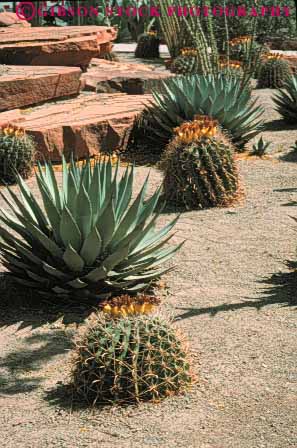 Stock Photo #6852: keywords -  agave cactus cultivate cultivated cultivating decorate decorated decorative desert dirt dried drought dry dryness earth garden gardening gardens grow growing grown growth home hot house landscape landscaped landscaping nevada plant plants residence residential soil spring summer tolerant vert waterless