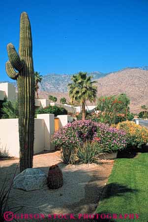 Stock Photo #6853: keywords -  cactus california cultivate cultivated cultivating decorate decorated decorative desert dirt dried drought dry earth garden gardening gardens grow growing grown growth home hot house landscape landscaped landscaping palm plant plants residence residential saguaro soil spring springs summer tolerant vert waterless