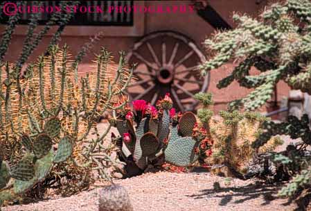 Stock Photo #6854: keywords -  cactus california cholla cultivate cultivated cultivating decorate decorated decorative desert dirt dried drought dry earth garden gardening gardens grow growing grown growth home horz hot house landscape landscaped landscaping palm plant plants residence residential soil spring springs summer tolerant waterless