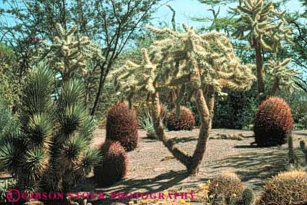 Stock Photo #6856: keywords -  barrel cactus cholla cultivate cultivated cultivating decorate decorated decorative desert dirt dried drought dry earth garden gardening gardens grow growing grown growth home horz hot house landscape landscaped landscaping nevada plant plants residence residential soil spring summer tolerant waterless