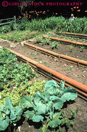 Stock Photo #6861: keywords - cultivate cultivated cultivating dirt earth gardening gardens garzden grow growing grown growth landscape landscaped landscaping plant plants residence residential soil spring summer vegetable vert