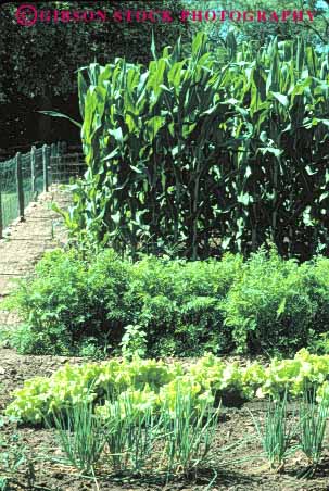 Stock Photo #6862: keywords - carrots corn cultivate cultivated cultivating dirt earth garden gardening gardens grow growing grown growth landscape landscaped landscaping lettuce onion plant plants residence residential soil spring summer vegetable vert