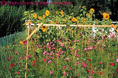 Stock Photo #6863: keywords -  bean cosmos cultivate cultivated cultivating garden gardening gardens grow growing grown growth horz landscape landscaped landscaping plant plants residence residential spring summer sunflower trellis vegetable